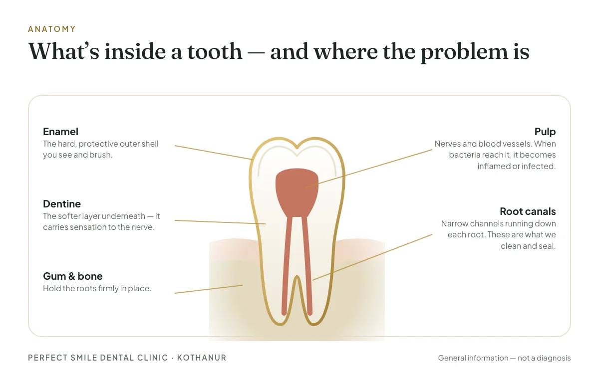 Labelled diagram of a tooth showing enamel, dentine, pulp, root canals, gum and bone